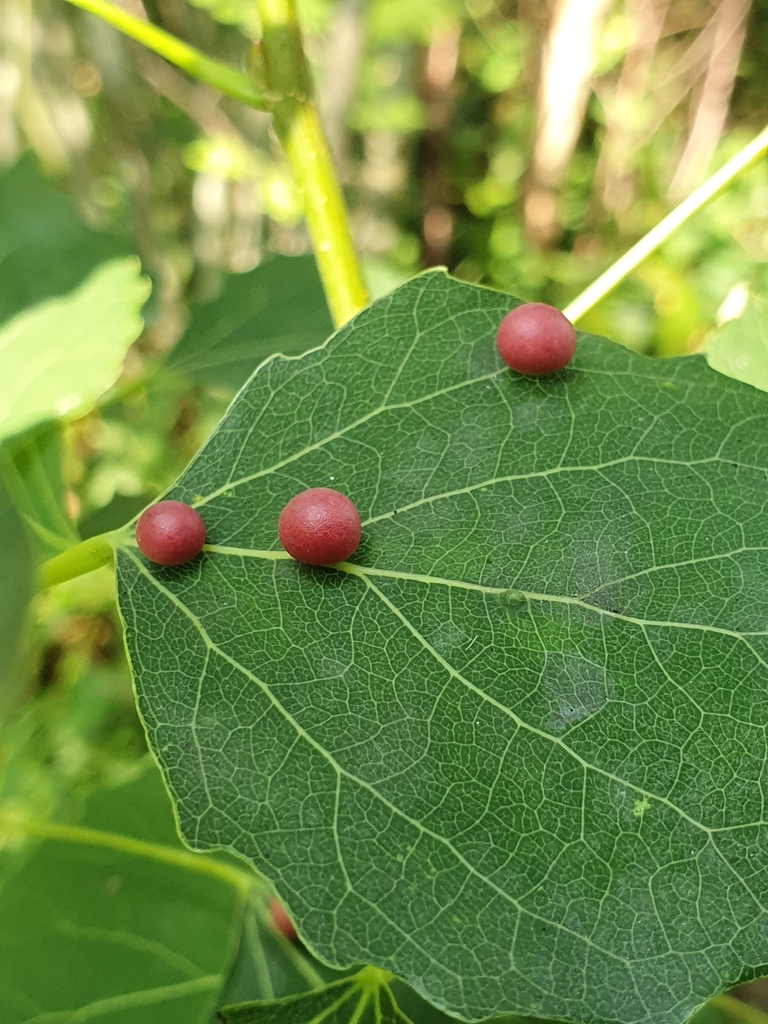aspen leaf gall midge
