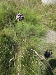 Allium