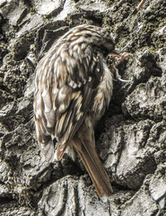 Certhia brachydactyla