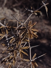 Plectrocarpa tetracantha