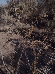 Plectrocarpa tetracantha