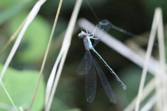 Lestes vigilax