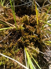 Sphagnum platyphyllum