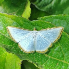 Leuciris fimbriaria