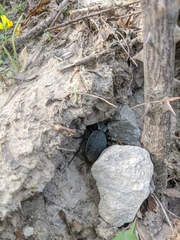 Carabus scabrosus tauricus