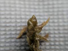 Sphagnum platyphyllum