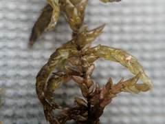 Sphagnum platyphyllum