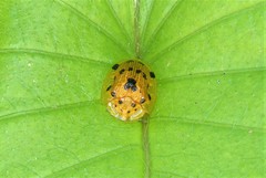 Laccoptera fruhstorferi