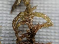 Sphagnum platyphyllum