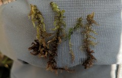 Sphagnum platyphyllum