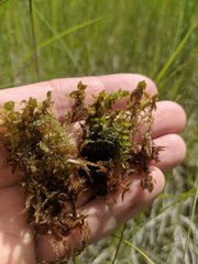 Sphagnum platyphyllum