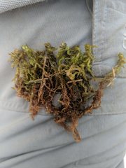 Sphagnum platyphyllum