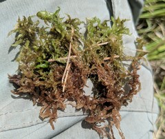 Sphagnum platyphyllum