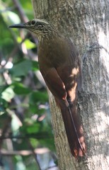Dendrocolaptes platyrostris