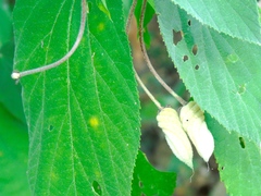 Helicteres baruensis