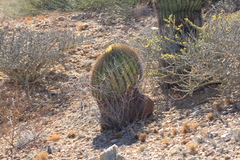 Ferocactus diguetii