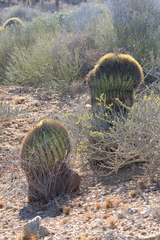 Ferocactus diguetii
