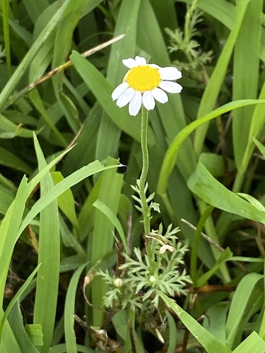 Corn Chamomile