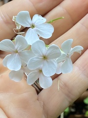 Hesperis matronalis matronalis