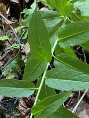 Hesperis matronalis matronalis