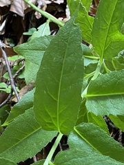 Hesperis matronalis matronalis