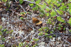 Boloria chariclea