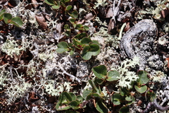 Salix herbacea