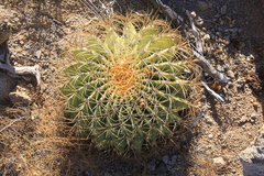 Ferocactus diguetii