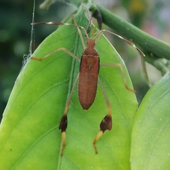 Anisoscelis marginellus