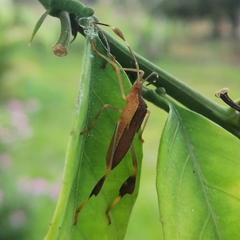 Anisoscelis marginellus