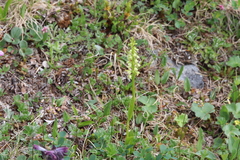 Pseudorchis straminea