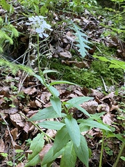 Hesperis matronalis matronalis