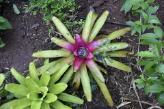 Neoregelia compacta