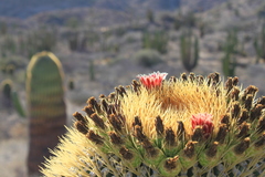 Ferocactus diguetii