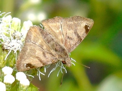 Arteurotia tractipennis