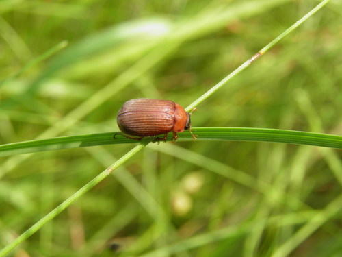 Naktinis Grambuoliukas