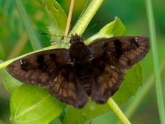 Nisoniades bromias