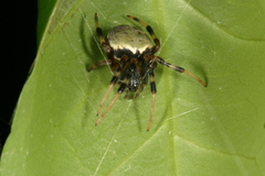 Araneus expletus