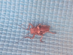Enyaliopsis