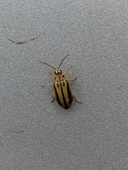 Xanthogaleruca luteola