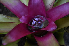Neoregelia compacta