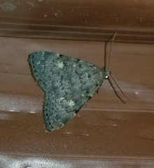 Idia diminuendis