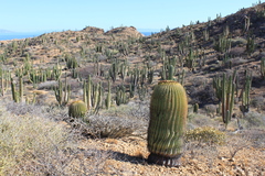 Ferocactus diguetii