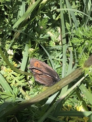 Erebia euryale