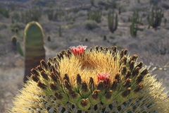 Ferocactus diguetii