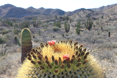 Ferocactus diguetii