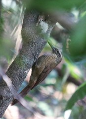 Dendrocolaptes platyrostris