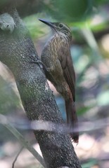 Dendrocolaptes platyrostris
