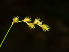 Carex echinodes