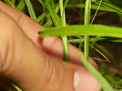 Carex echinodes
